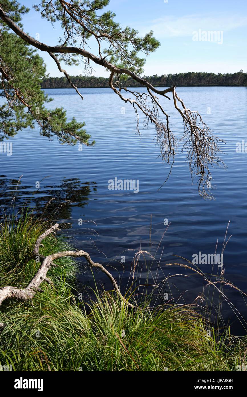 Paesaggio del lago Purezera, parrocchia di Brīvzemnieki, contea di Limbažu, Lettonia Foto Stock