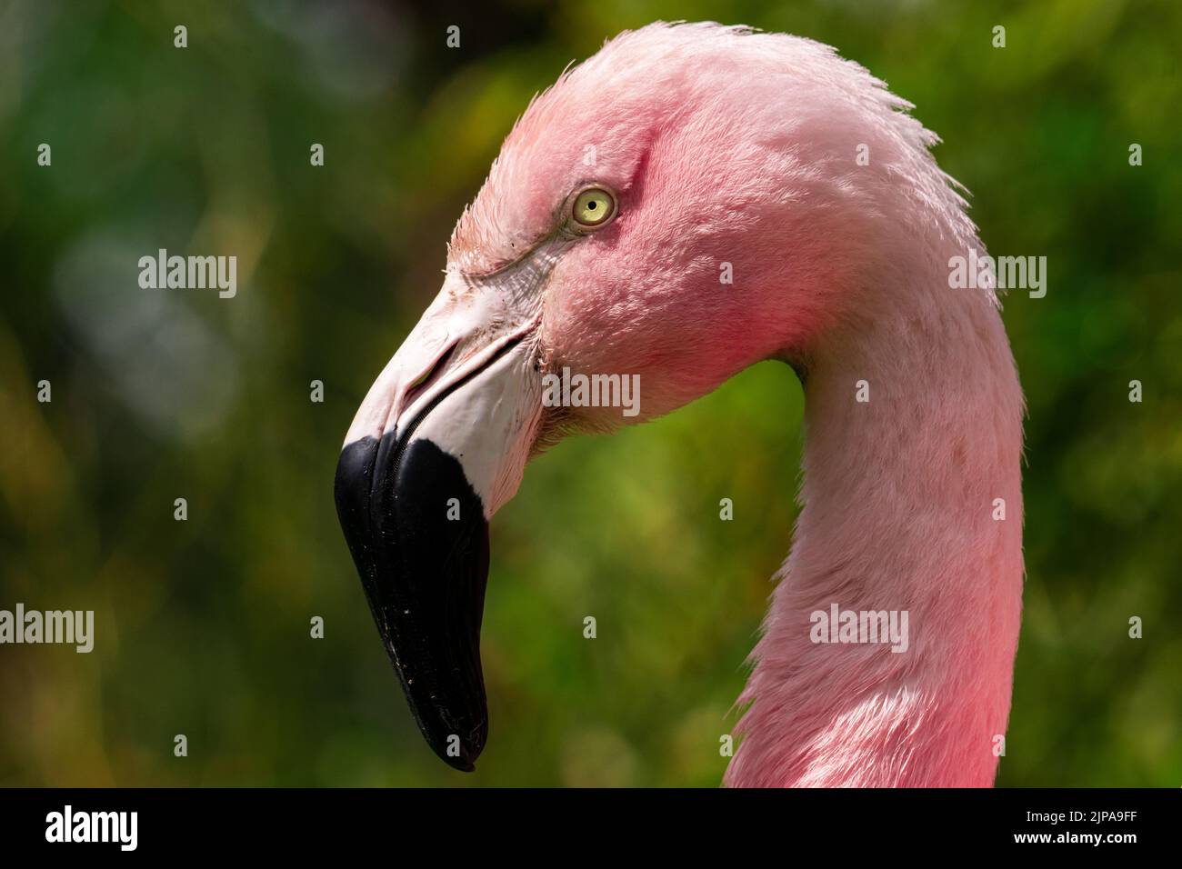 Un ritratto di un bel fenicottero cileno rosa con becco nero a calici profondi e occhi gialli che guardano dritti con seria espressione facciale Foto Stock