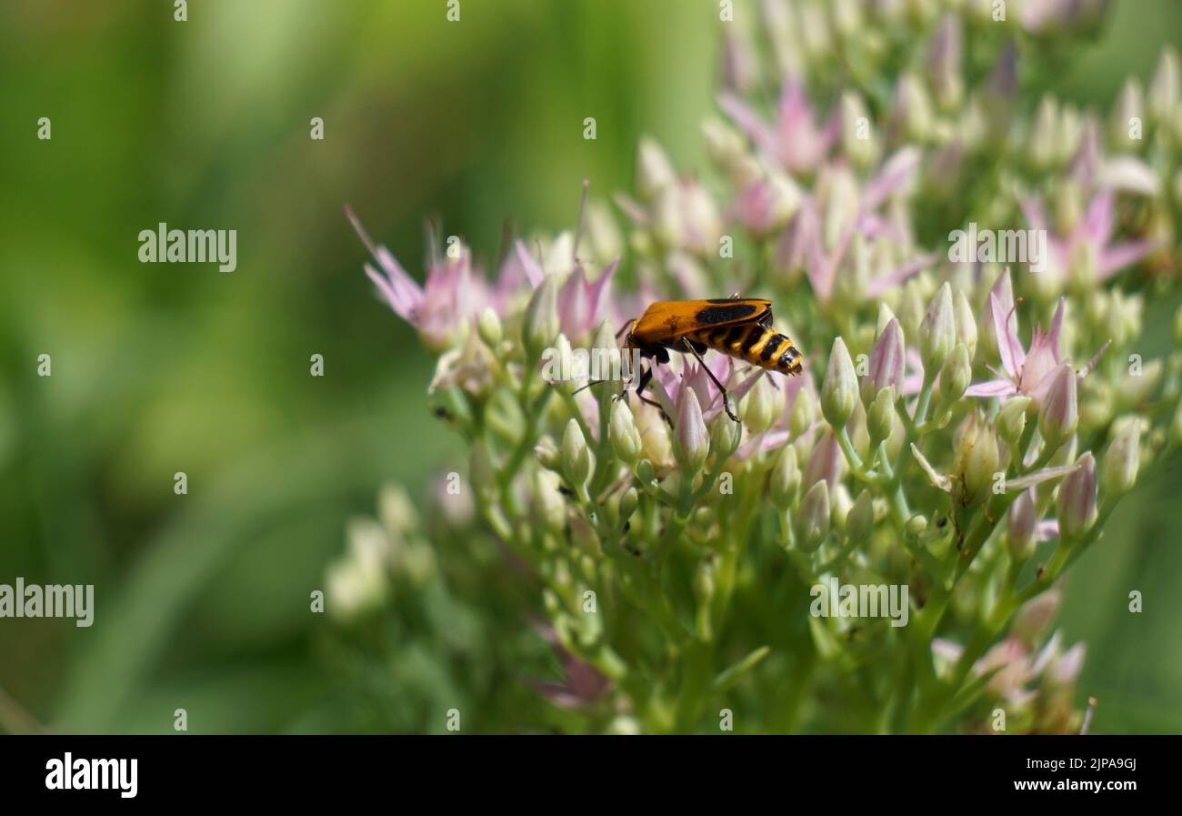 Uno scarabeo soldato giallo e nero (Chauliognathus pensilvanicus) su fiori rosa di sedum Foto Stock