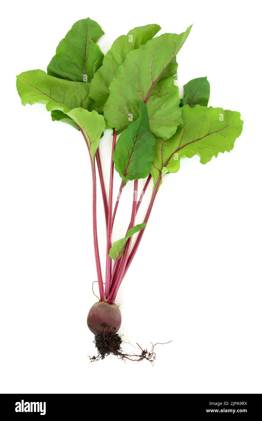 Pianta di barbabietola con palla di radice di terra e foglie. Sano superfood locale sostenibile fresco prodotti ad alto contenuto di antiossidanti, antocianine, fibre, vitamine Foto Stock