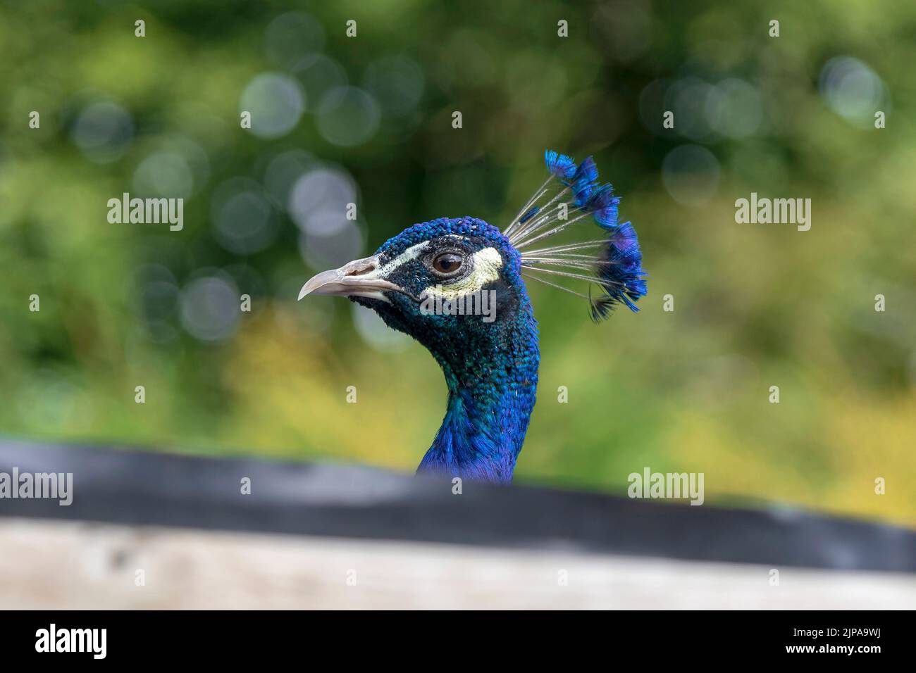 Un pavone maschio che guarda su una recinzione. Foto Stock