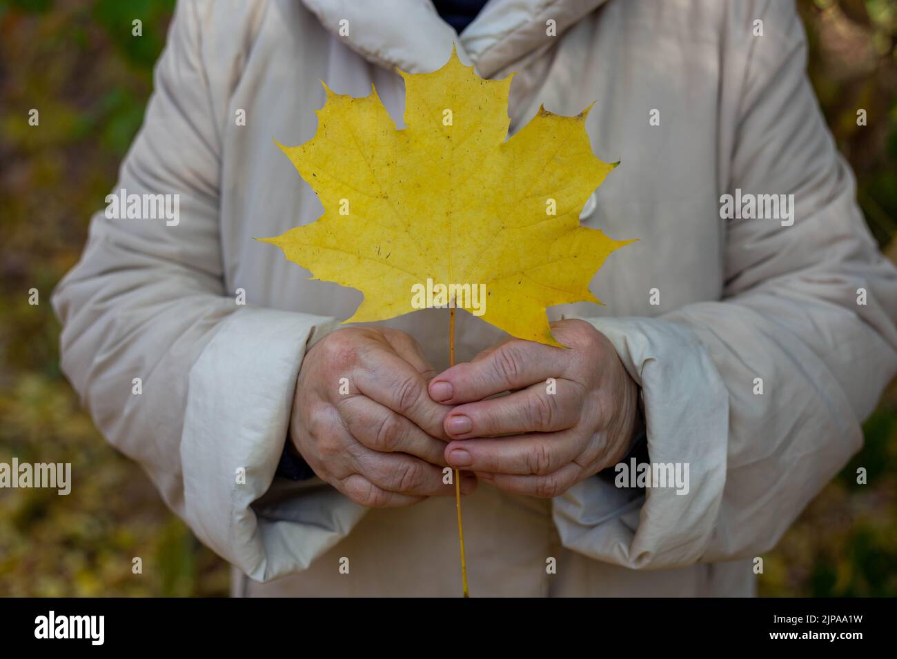 foglia autunnale in mano. la mano tiene la foglia giallo acero. Foto Stock