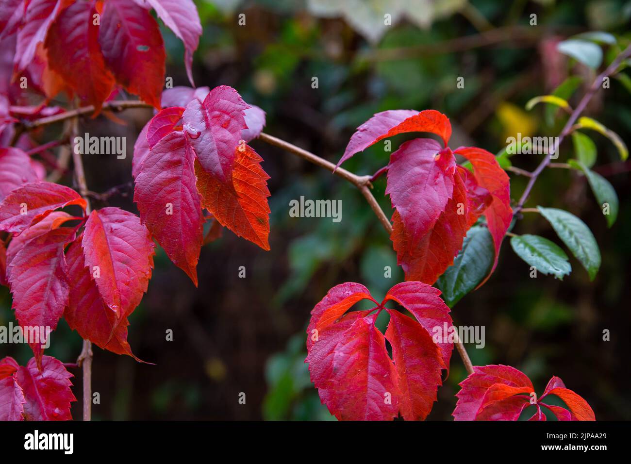 sfondo delle foglie rosse autunnali . vite selvatica nella foresta autunnale Foto Stock