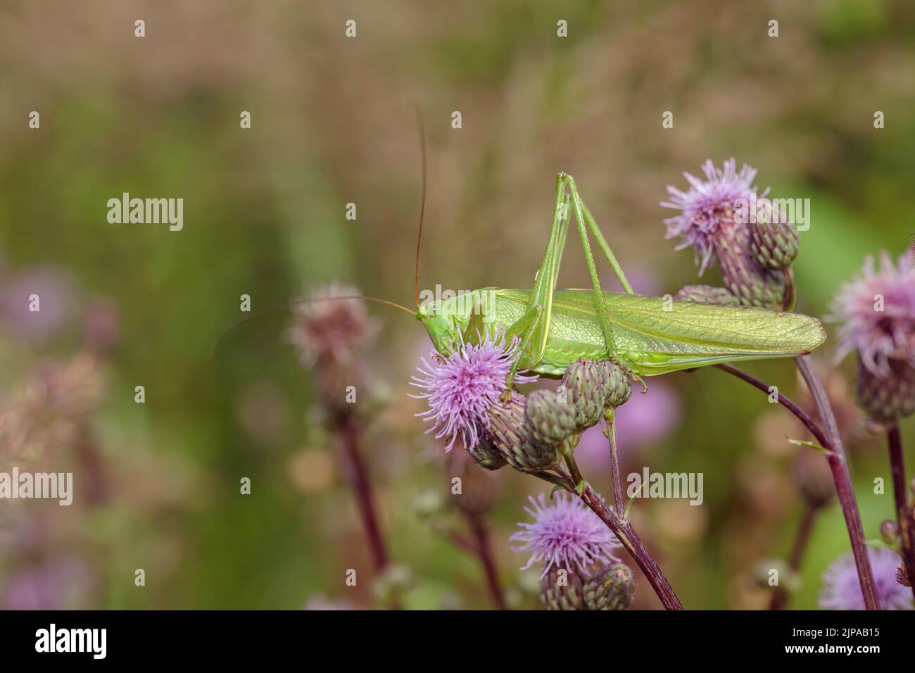 Verde grande cricket cespuglio (Tettigonia viridsima) tra alcuni fiori di cardo. Foto Stock