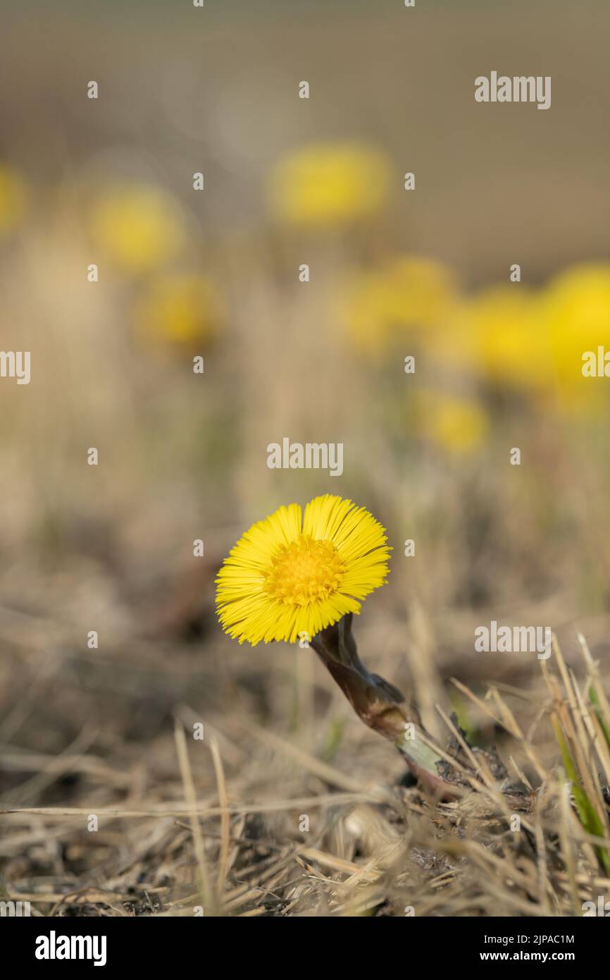 Un unico fiore di zampa fredda (Tussilago farfarfarfarfarfarfarfarfarfara). Foto Stock