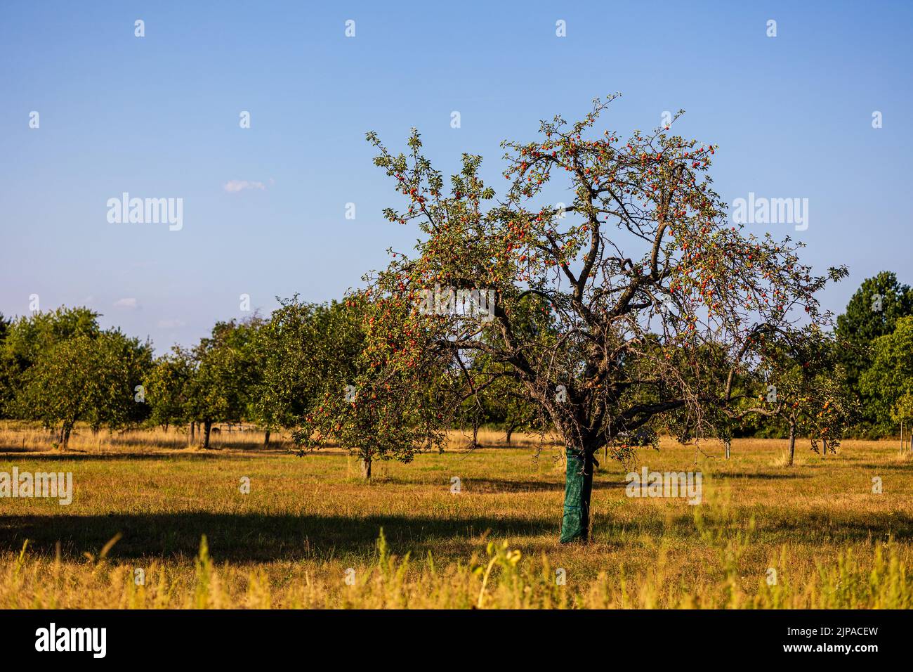 Alberi di mele in un frutteto, con frutta pronta per la raccolta. Foto Stock