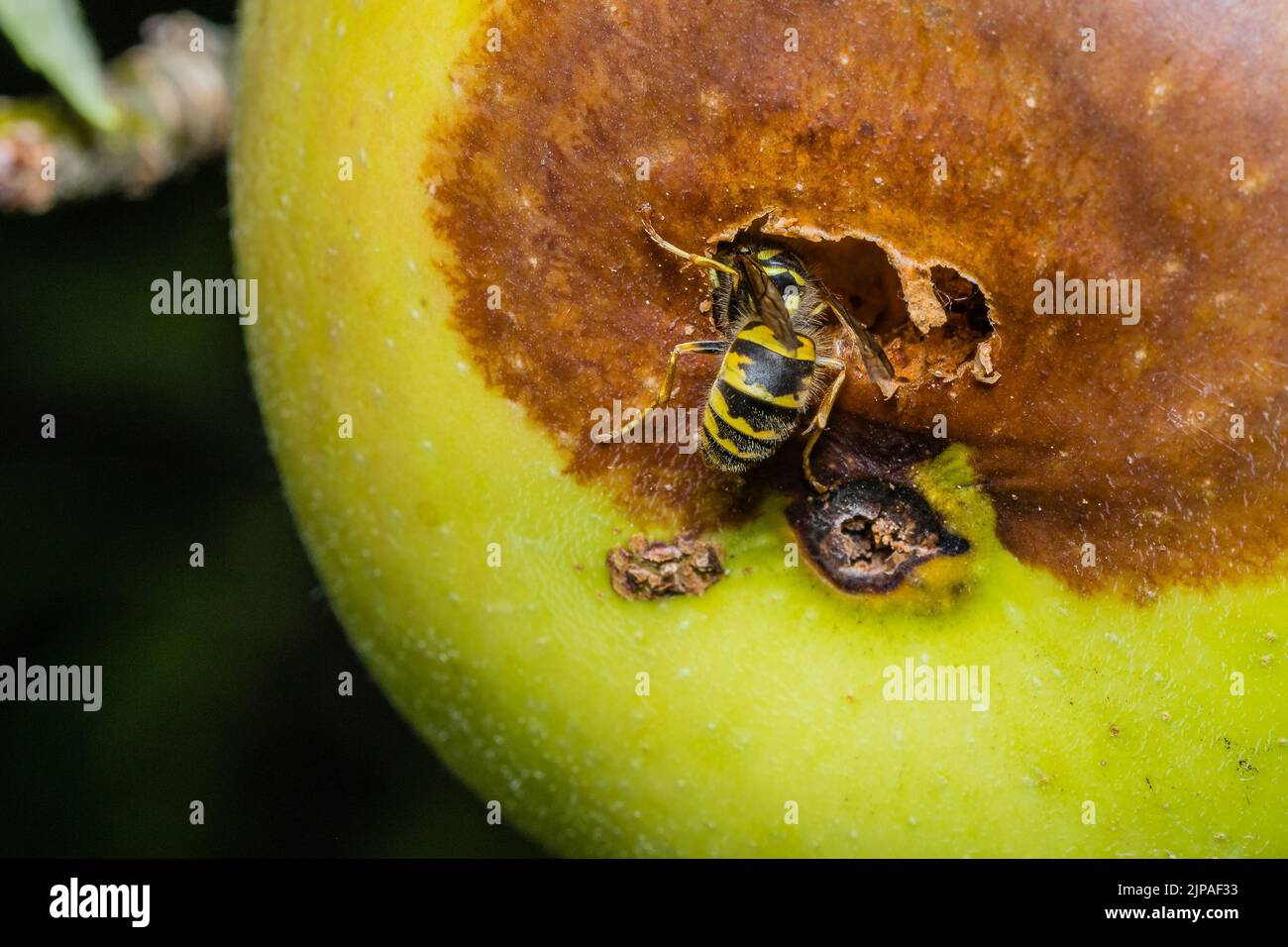 Una vespa mangia una mela, una vespa mangia una mela marcio Foto Stock