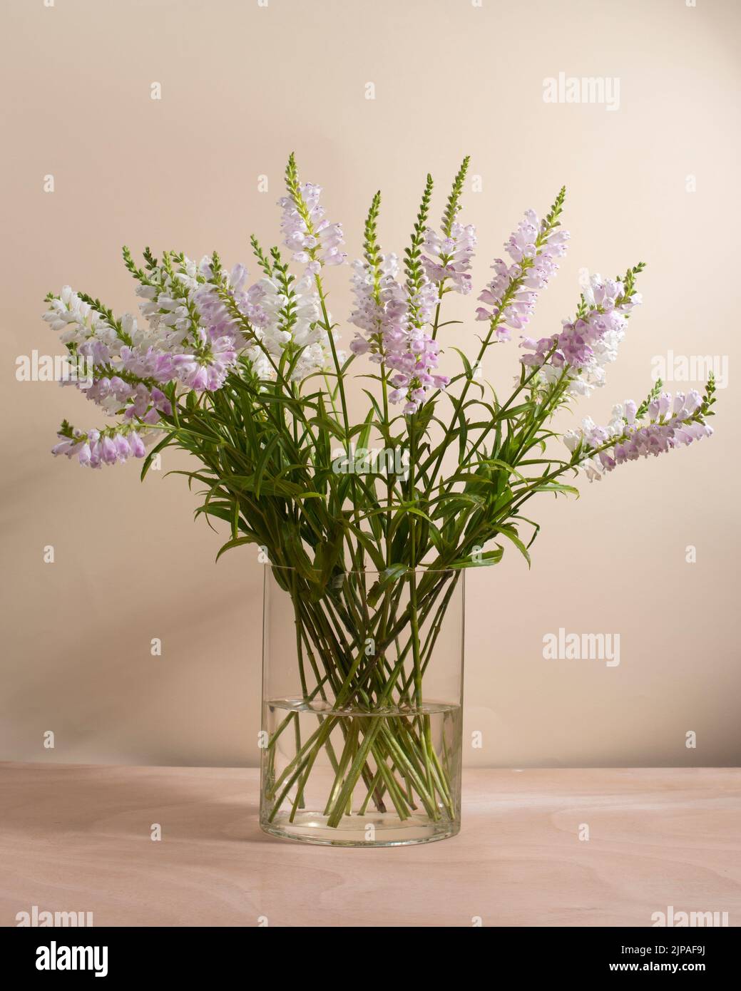 Un bouquet di fiori di piante obedianti in vaso su sfondo beige chiaro. Foto Stock