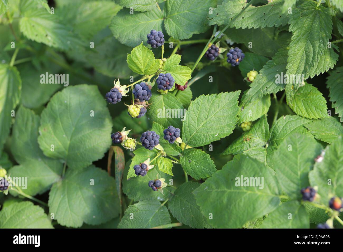 Mirtillo europeo (Rubus caesius). Frutta sugli arbusti in estate. Foto Stock