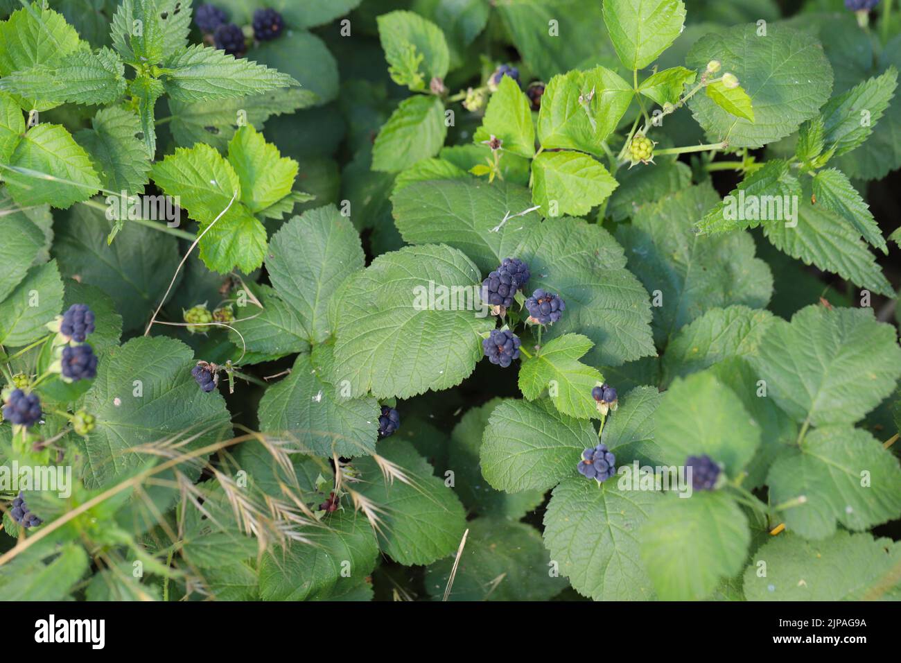 Mirtillo europeo (Rubus caesius). Frutta sugli arbusti in estate. Foto Stock