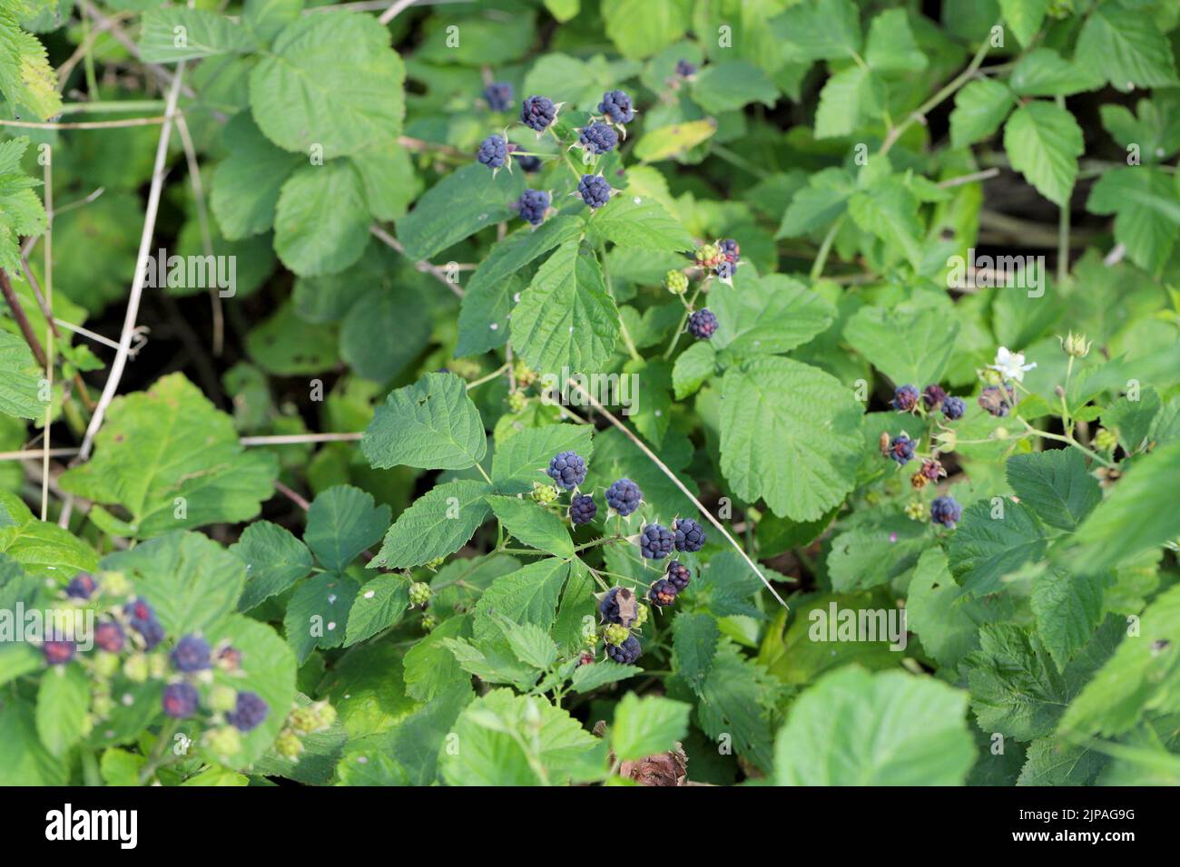 Mirtillo europeo (Rubus caesius). Frutta sugli arbusti in estate. Foto Stock