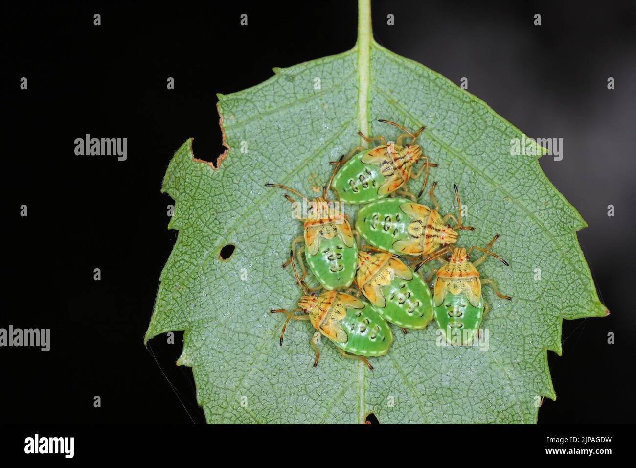 Ninfe di Shieldbug di betulla (Elasmostethus interstinctus) sedute sul bordo della foglia di betulla. Foto Stock