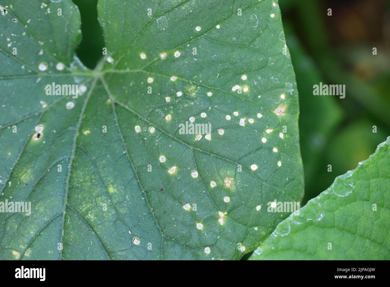 Macchie bianche rotonde sulle foglie di cetriolo nel giardino, una malattia  fungina Foto stock - Alamy