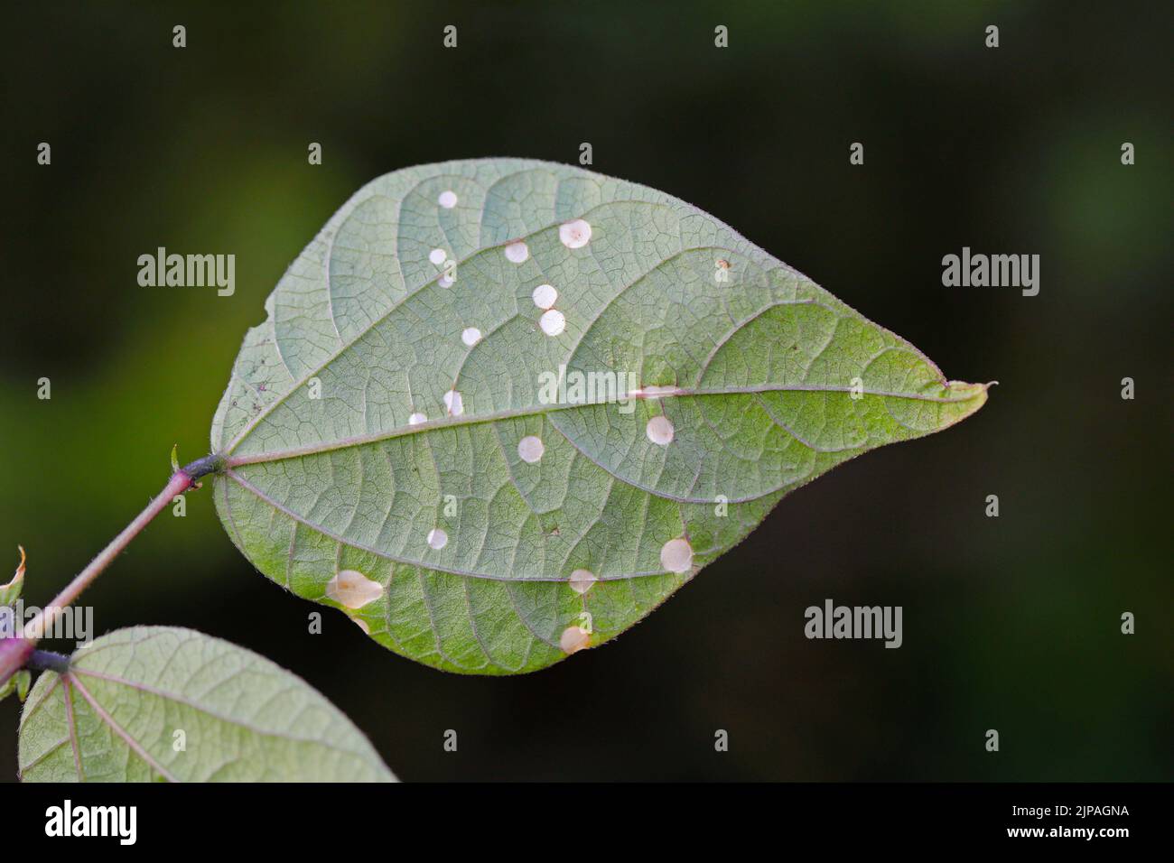 Macchie rotonde bianche sulle foglie di fagiolo nel giardino, una malattia fungina. Foto Stock