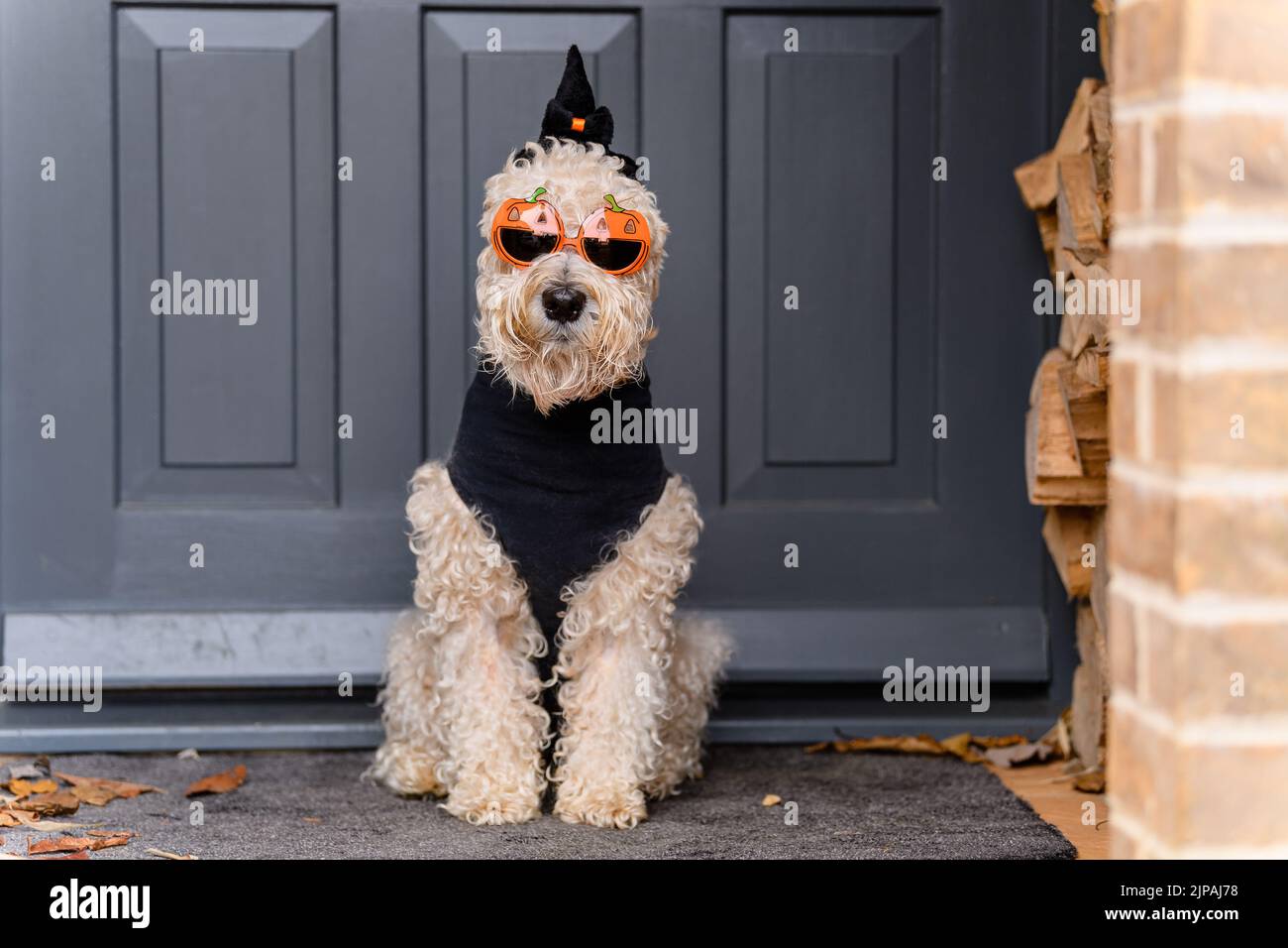 Un simpatico cane Schnauzer in miniatura in costume divertente di Halloween con occhiali da sole a forma di zucca seduti su un tappetino della porta Foto Stock