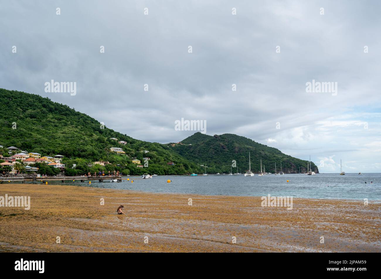 sargassum a anses d'arlet, antille francesi Foto Stock