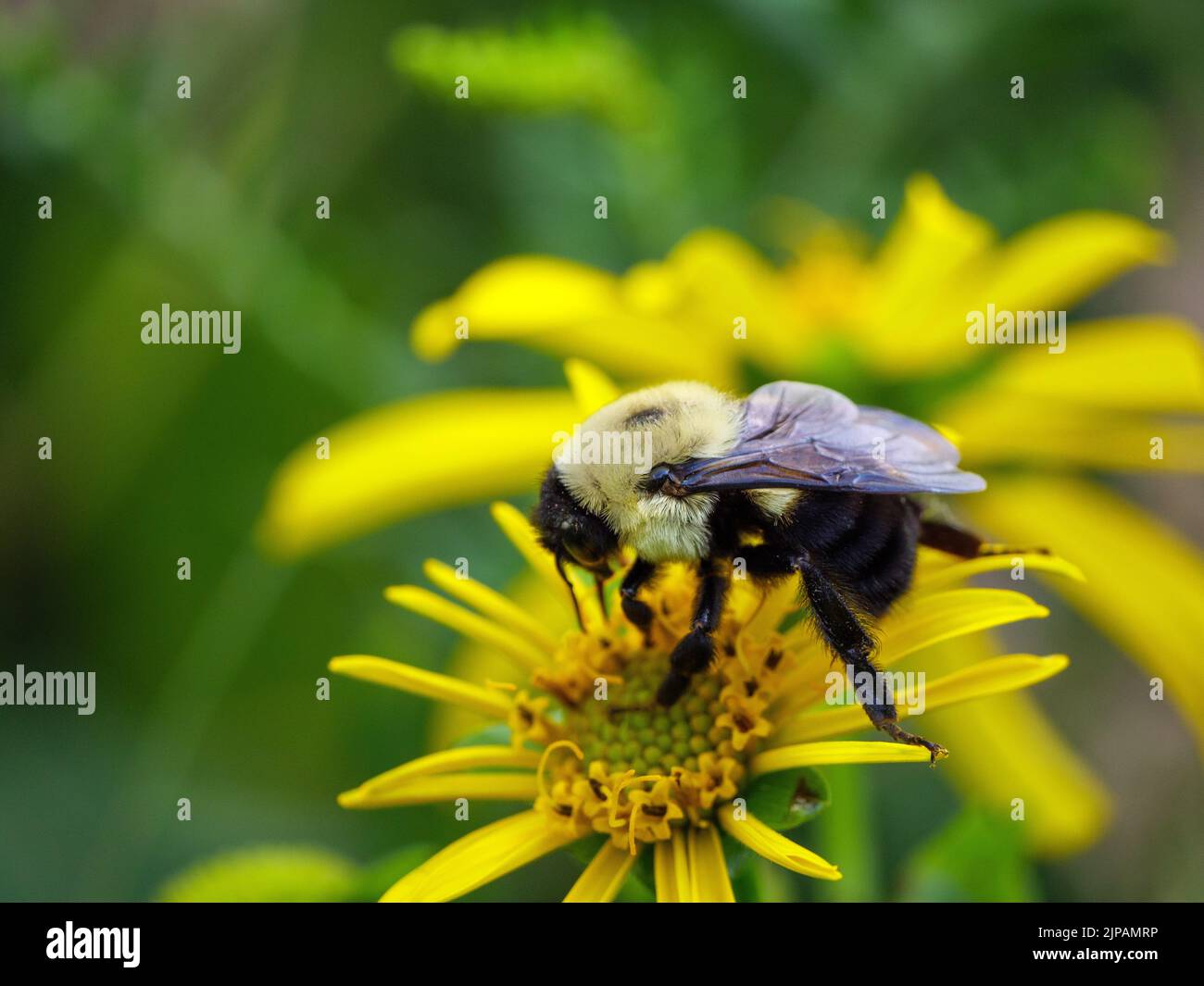 Bumble ape su fiore di pianta di tazza. Foto Stock