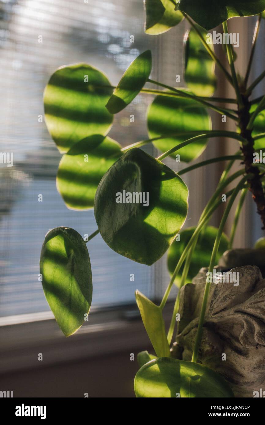 Pilea peperomioides, la pianta di moneta cinese, pianta di UFO, pianta di frittella o pianta missionaria, è una specie di pianta fiorita della famiglia di ortica Urtic Foto Stock