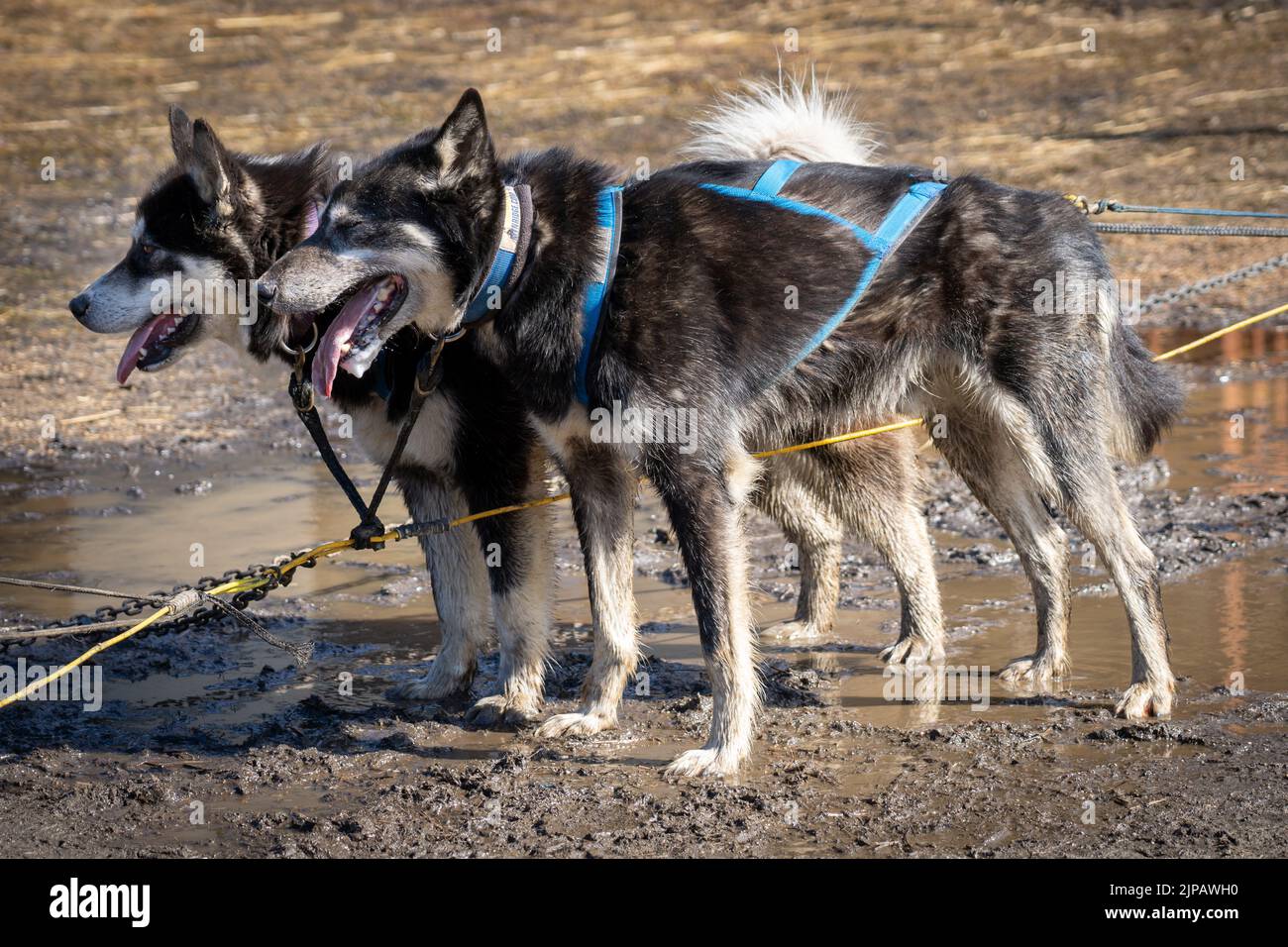 Due cani dell'Alaska pronti per un giro in slitta al Chena Hot Springs Resort di Fairbanks, Alaska Foto Stock