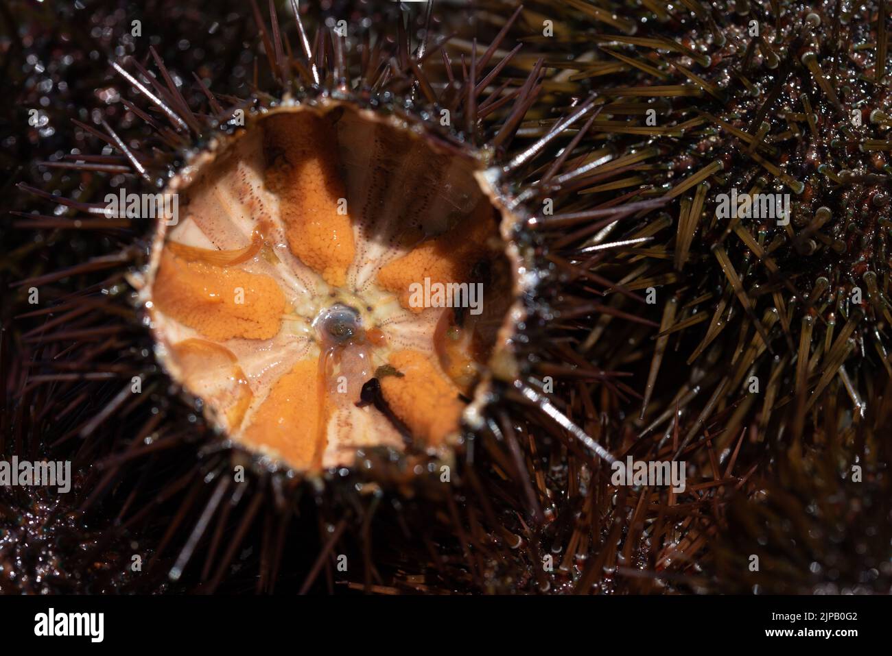 Vista ravvicinata dall'alto di un riccio di mare a fette ​​fresh. Si possono vedere le uova d'arancia del pesce. Foto Stock