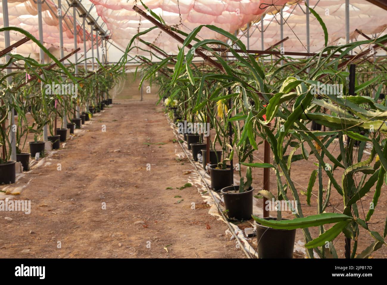 Pianta di frutta del drago o o pianta di Hylocereus undatus. Foto Stock