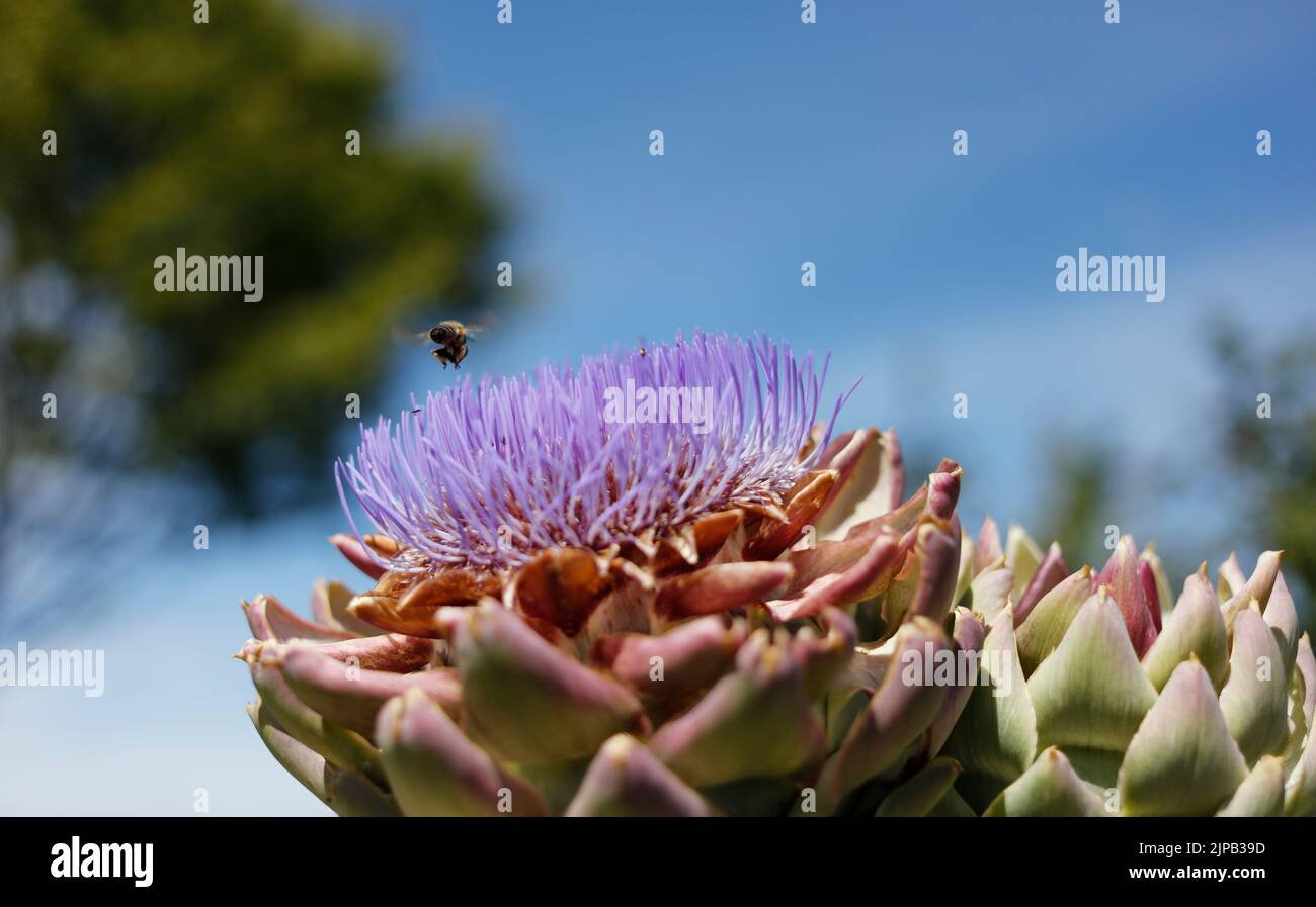 Primo piano di un'ape di miele che sorvolano un carciofo globo fiorito, germoglio di fiori viola del carciofo globo Cynara Scolymus Foto Stock