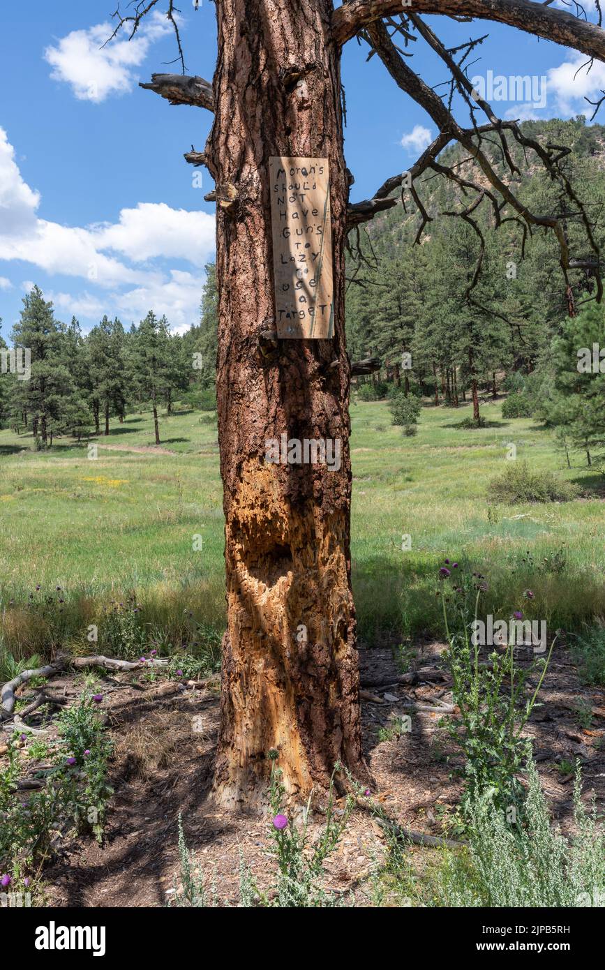 Pino, pino ponderosa (Pinus ponderosa), con fori di proiettile e legname spaccato su terreni forestali degli Stati Uniti utilizzati illegalmente per la pratica bersaglio, USA. Foto Stock