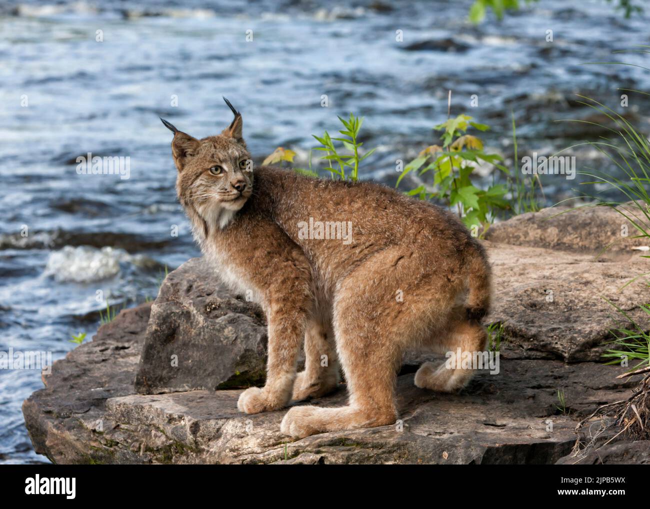 Lynx canadese sul fiume Foto Stock