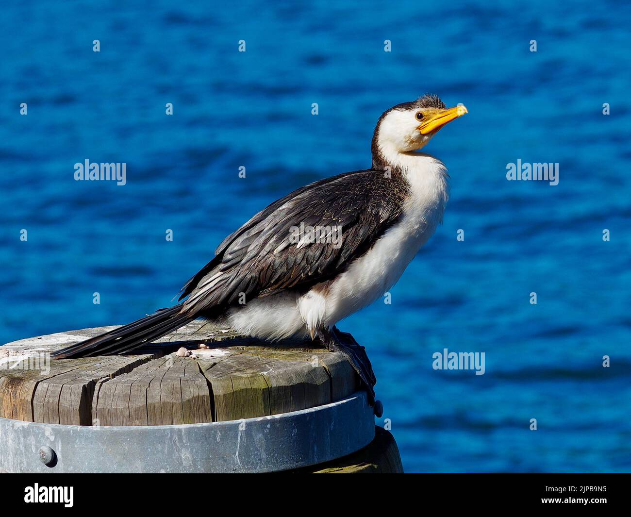 Attento e vigile cormorano australiano pied con occhi affilati e un piumaggio immacolato. Foto Stock