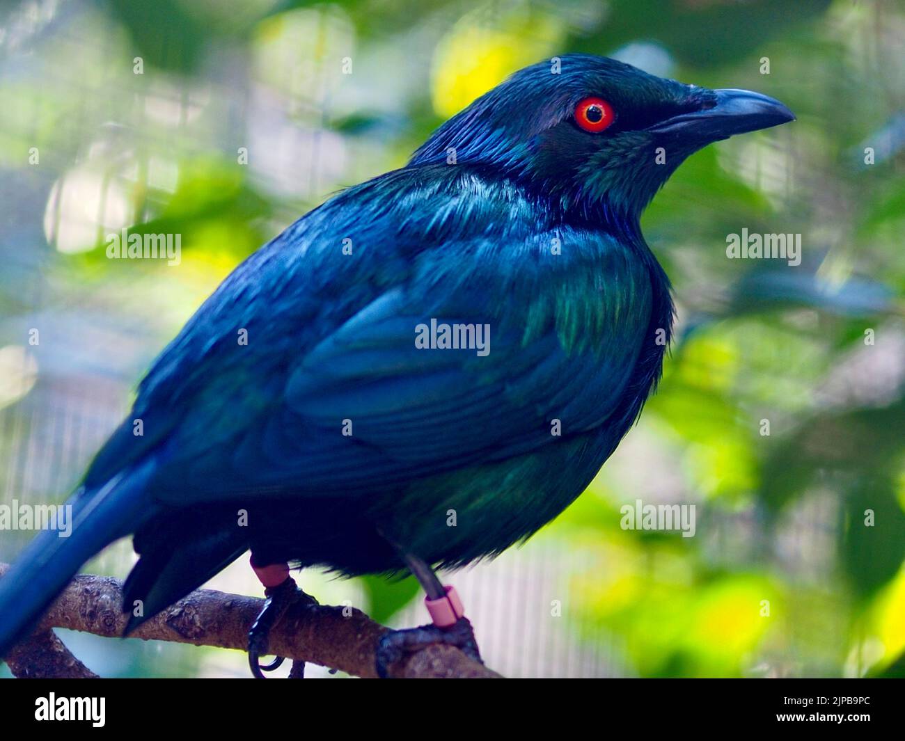 Impressionante Starling metallizzato con occhi rossi vivaci e piumaggio iridescente. Foto Stock