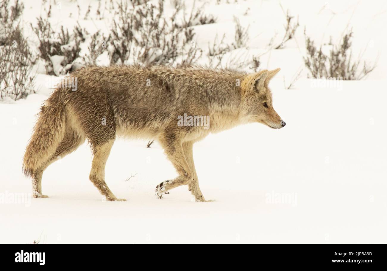 Un Coyote sul rampicarsi Foto Stock