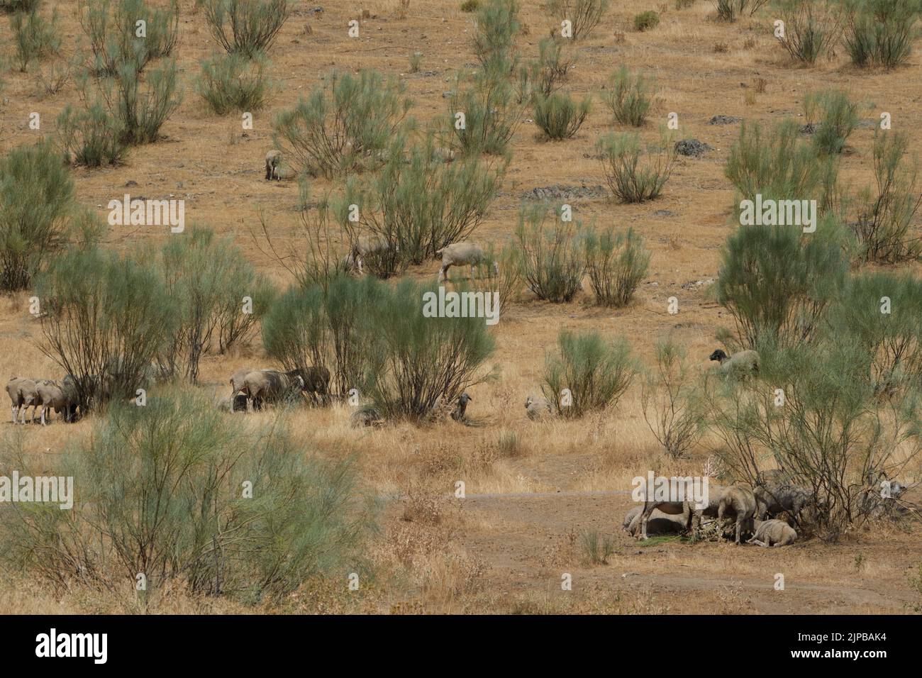 Estremadura, Spagna. 16th ago, 2022. Le pecore sono viste alla riserva di Cijara in Estremadura, Spagna, il 15 agosto 2022. La Spagna continua a soffrire di una delle estati più calde e secche mai registrate, dopo le temperature più alte mai registrate a luglio. Mancanza di pioggia ha lasciato volumi di acqua nei relativi serbatoi a meno di 40 percento delle loro capacità di deposito -- 20 percento sotto il livello medio per questo periodo dell'anno. Credit: Meng Dingbo/Xinhua/Alamy Live News Foto Stock