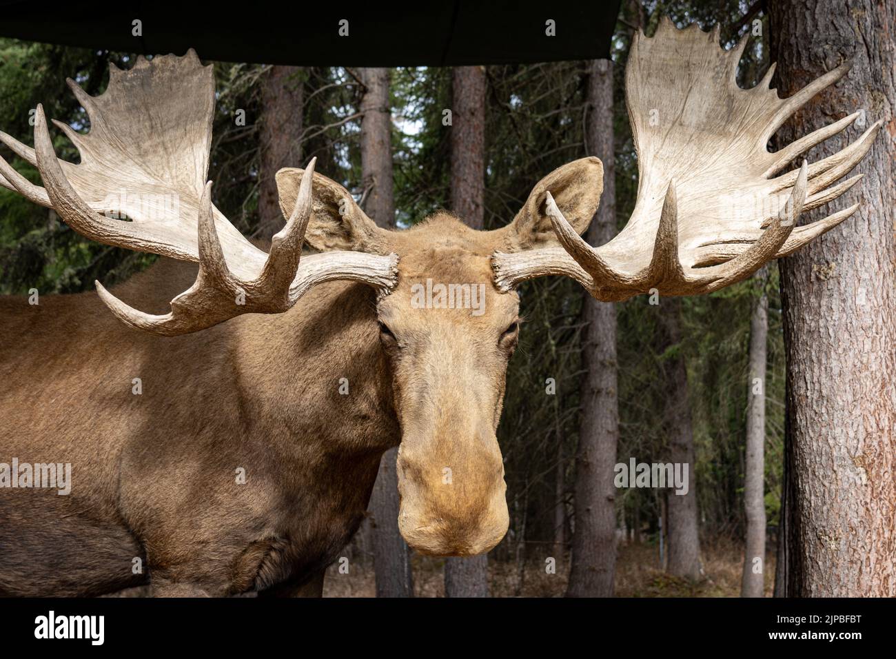 Visualizzazione statica di un'alce maschile al Chena Indian Village a Fairbanks, Alaska Foto Stock