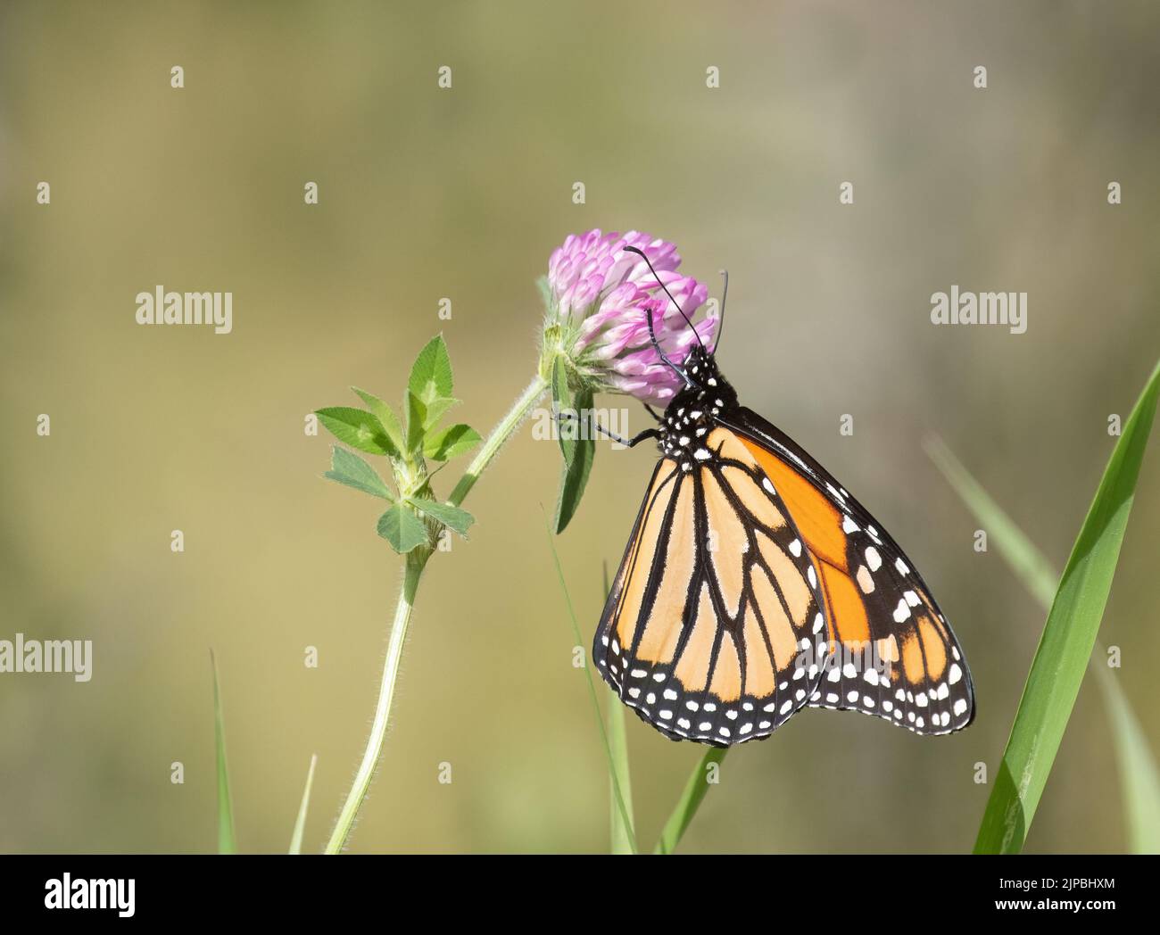 Primo piano di una vista di profilo di Monarch Butterfly su trifoglio rosso in un prato Foto Stock