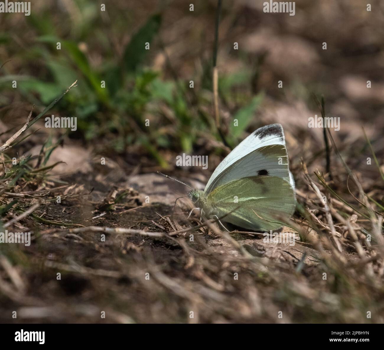 Una farfalla bianca di cavolo sulla terra in un campo Foto Stock