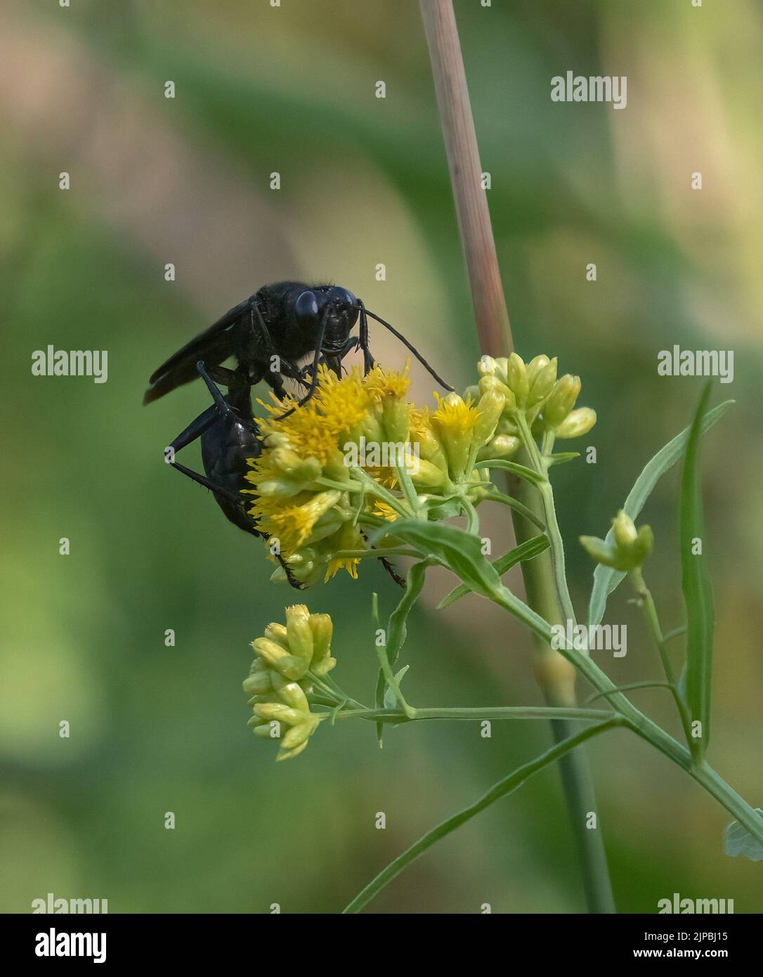 Un grande WASP nero su un fiore giallo da vicino Foto Stock