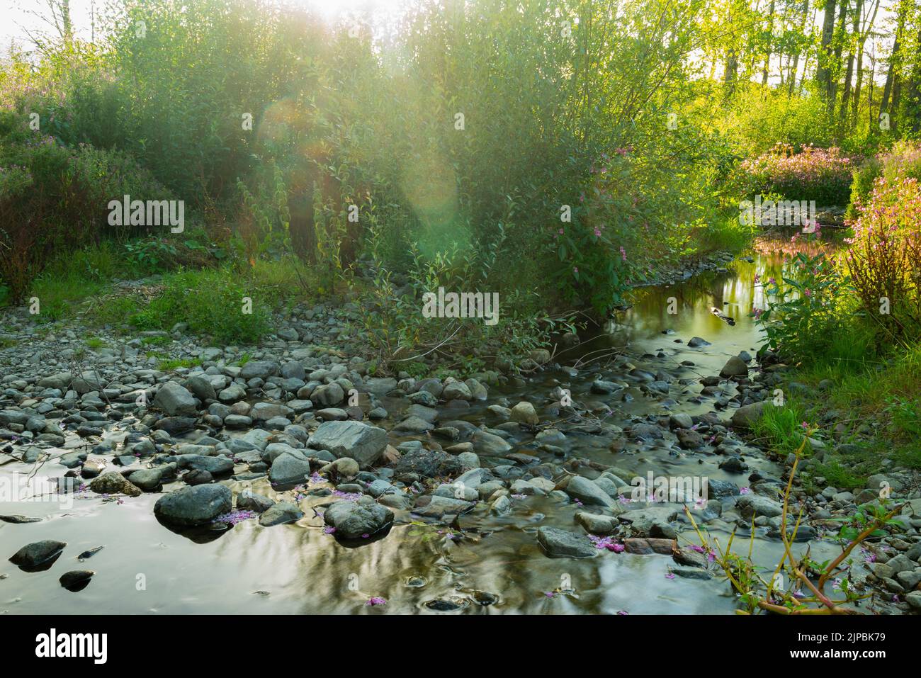 Sun Glare Rocky Stream Foto Stock