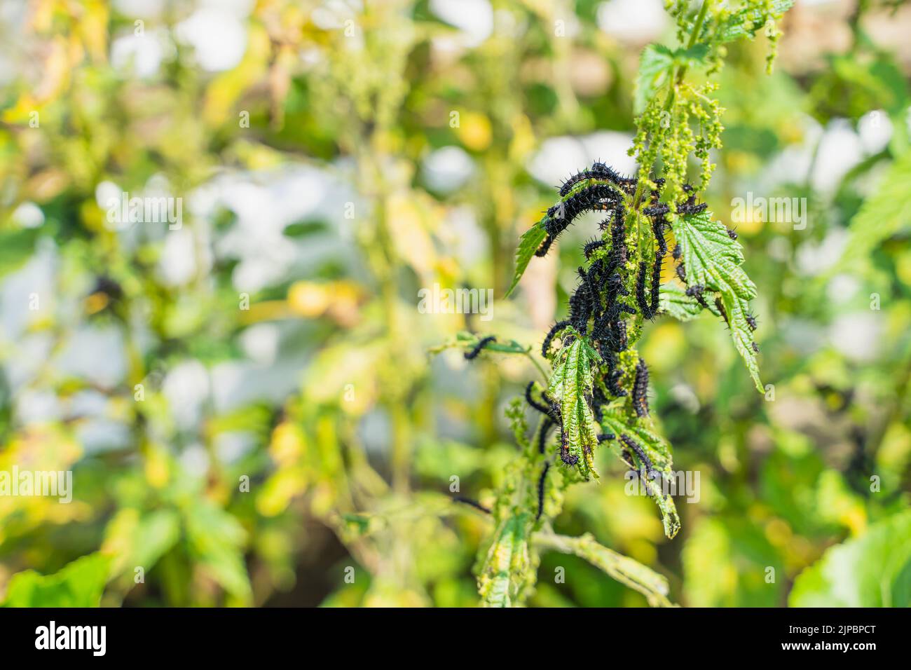 Le foglie di ortica si avvicinano a quelle mangiate dai pilastri neri con spine e puntini bianchi. Fase del bruco alla farfalla di pavone Foto Stock