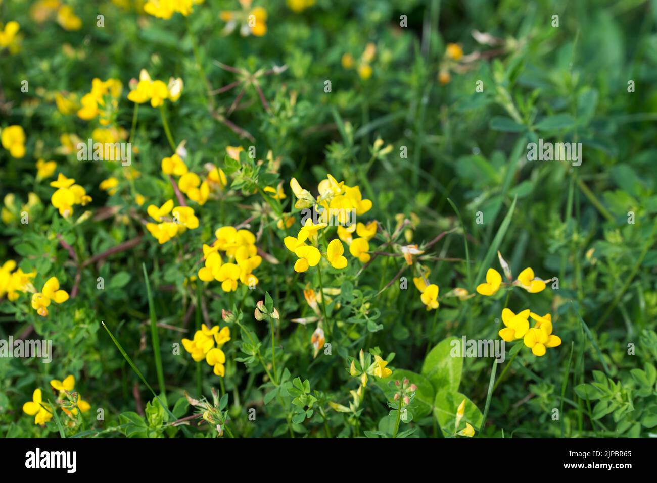 Lotus corniculatus, comune uccello-piede trifoglio giallo fiori primo piano selettivo fuoco Foto Stock