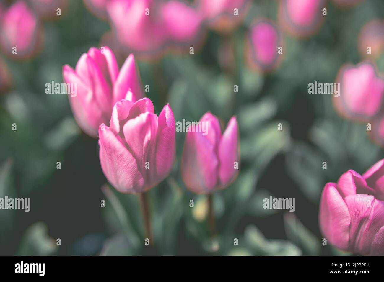 Hamamatsu Flower Park｜Giappone Foto Stock