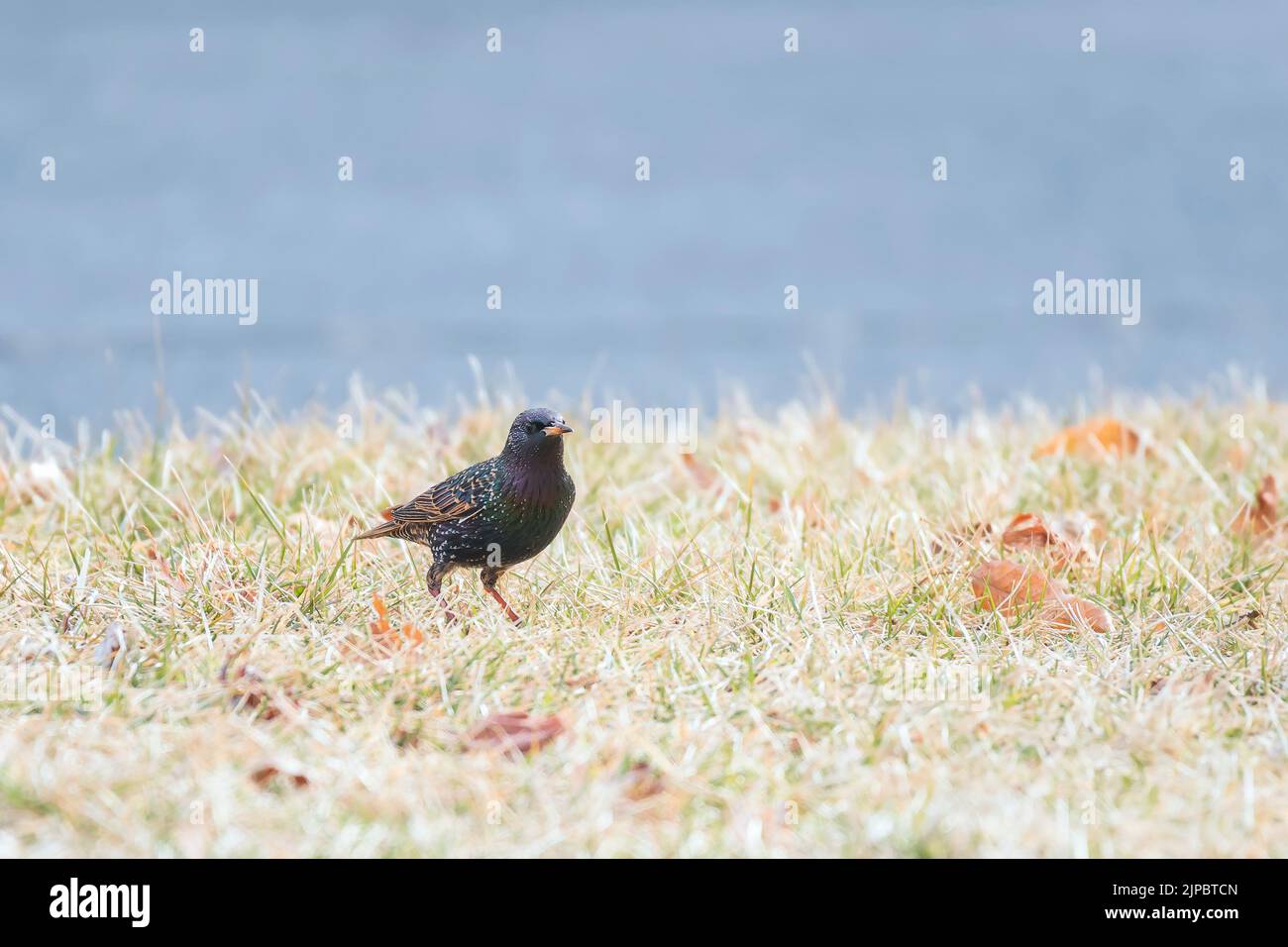 Starring europeo o starring comune (Sturnus vulgaris). Chesapeake e Ohio Canal National Historical Park. Maryland. STATI UNITI Foto Stock