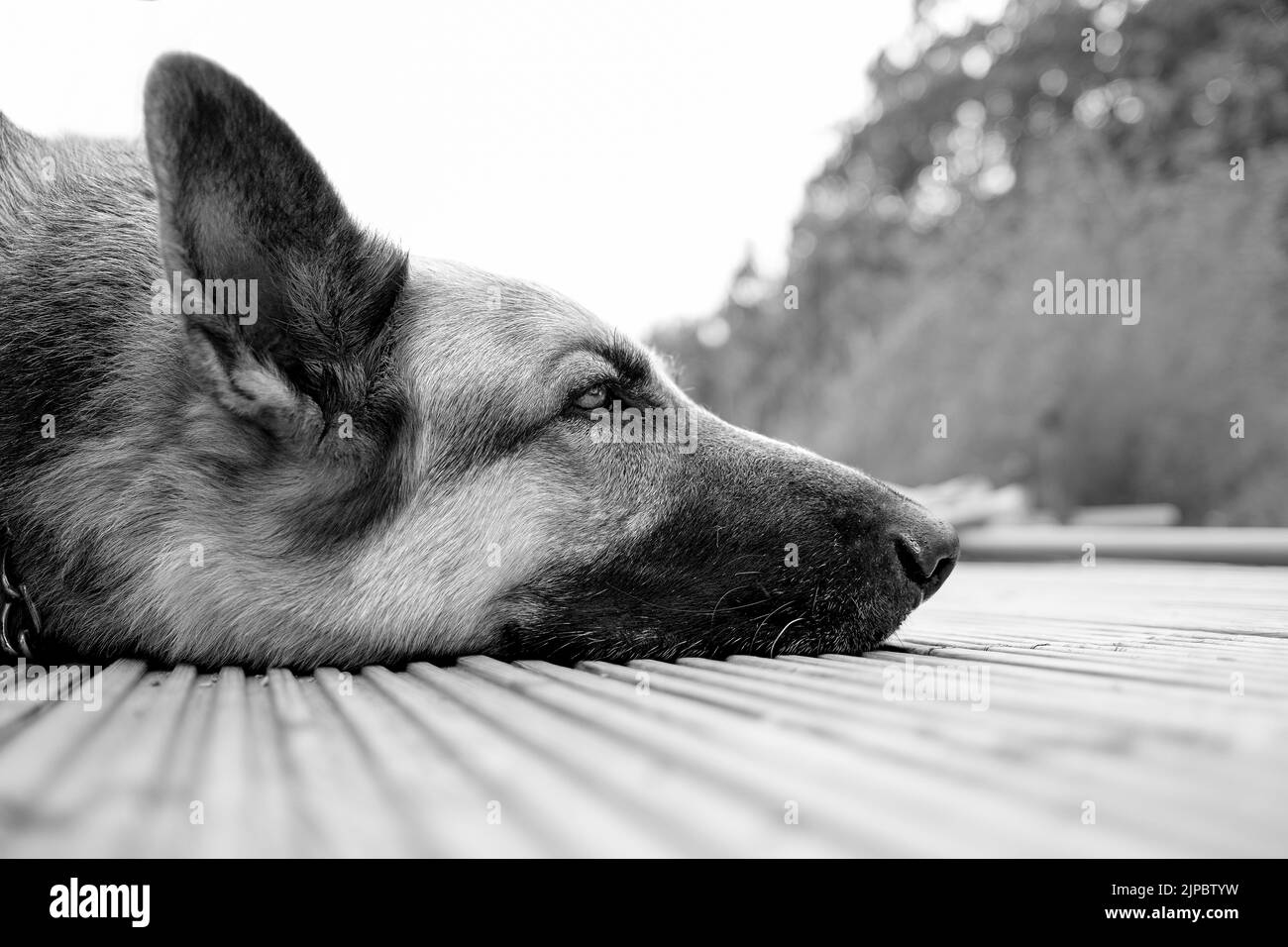 Un ritratto di un cane pastore tedesco appoggiato sul pavimento in bianco e nero Foto Stock