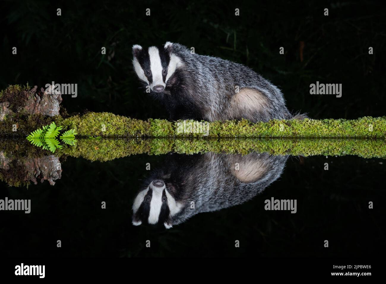 Di notte, un badge si siede accanto alla piscina e si affaccia in avanti. Si riflette nell'acqua ferma Foto Stock