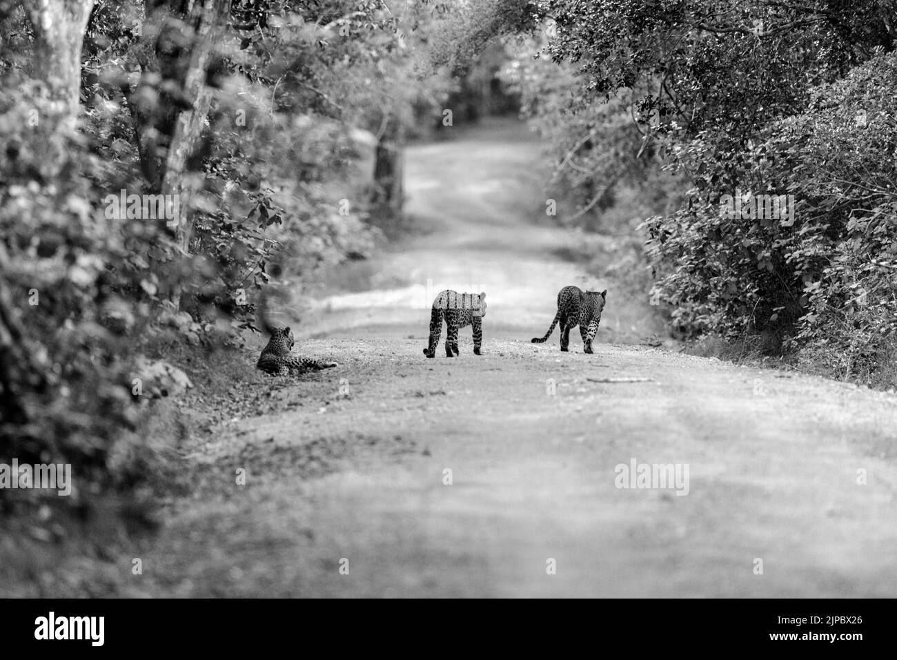 Un colpo in scala di grigi di selvaggi leopardi dello Sri Lanka che cacciano per la loro preda nella natura selvaggia Foto Stock