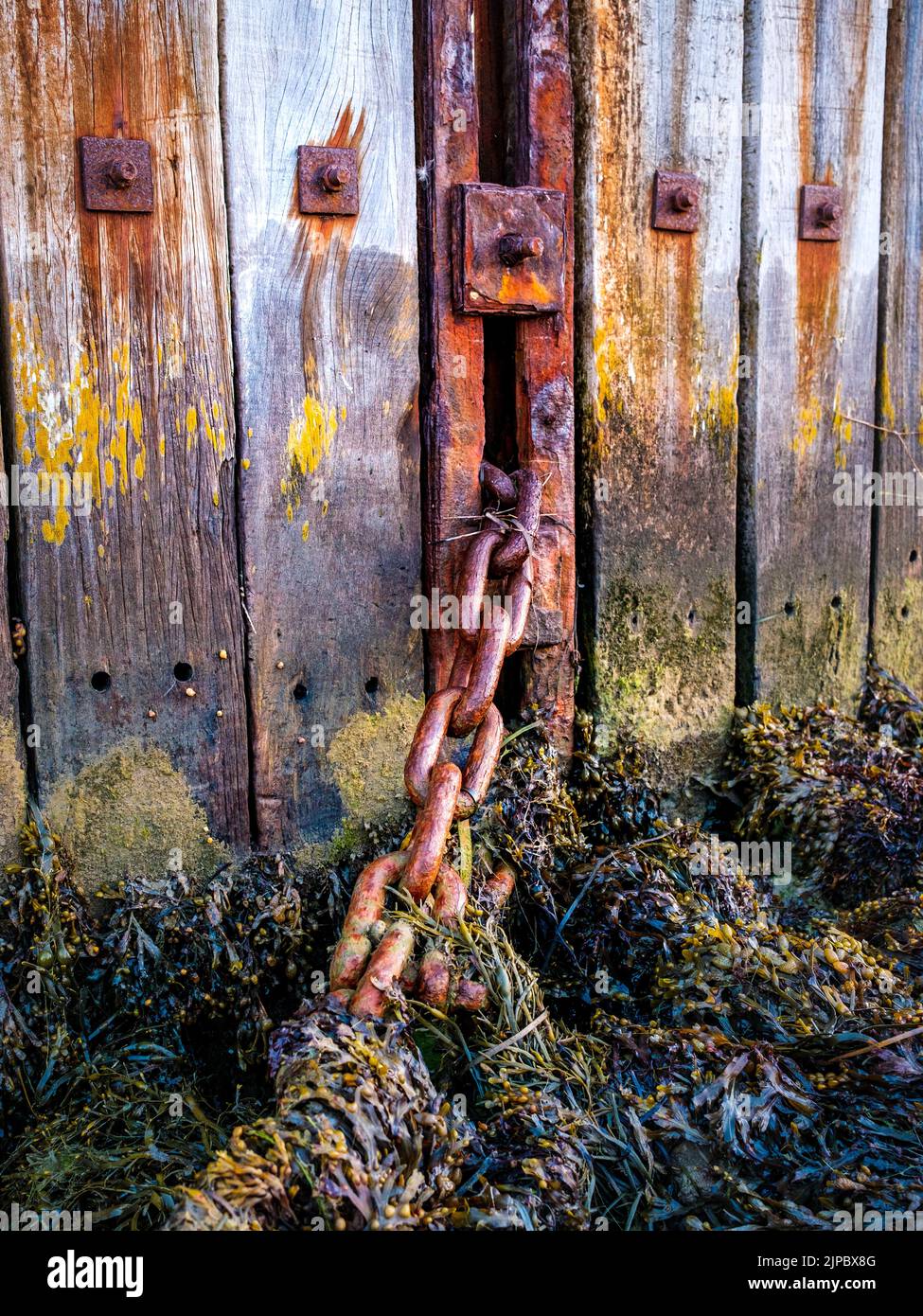 Un groyne di legno testurizzato con una vecchia catena arrugginita che conduce alle alghe sulla spiaggia Foto Stock