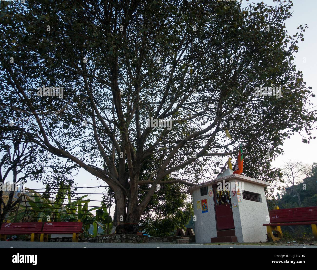 Febbraio 13th 2022 Dehradun India. Un'inquadratura grandangolare di un piccolo tempio nel nord dell'India sotto un fico o albero peepale. Foto Stock