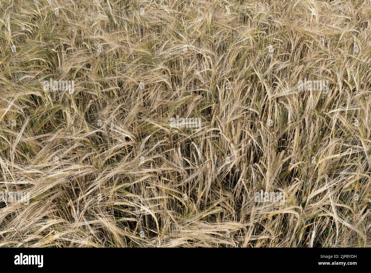 Spighe marroni di orzo quasi maturo in primo piano vista dall'alto Foto Stock