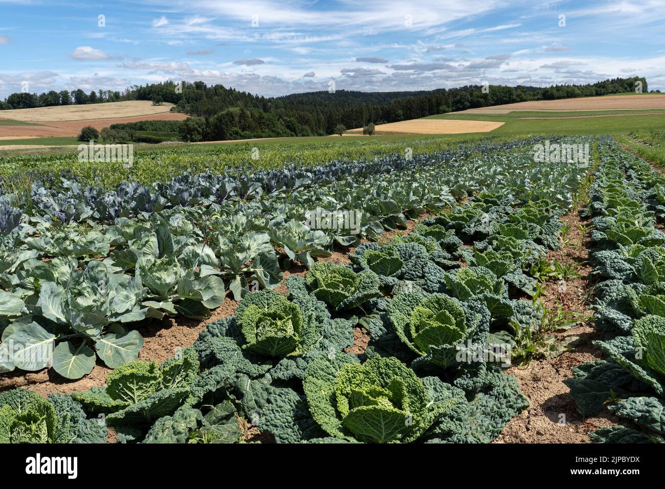 File di cavoli vari in un campo Foto Stock