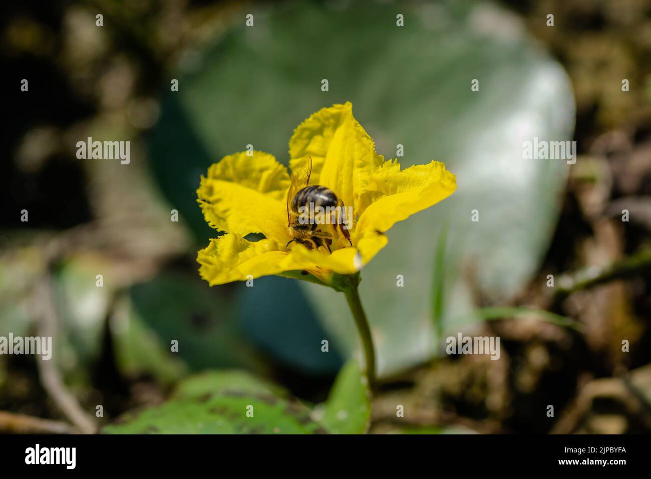 Acqua gialla i fiori di giglio crescono sull'acqua. Un'ape di miele su un piccolo fiore di giglio giallo dell'acqua su una superficie asciutta del lago, primo piano. Foto Stock