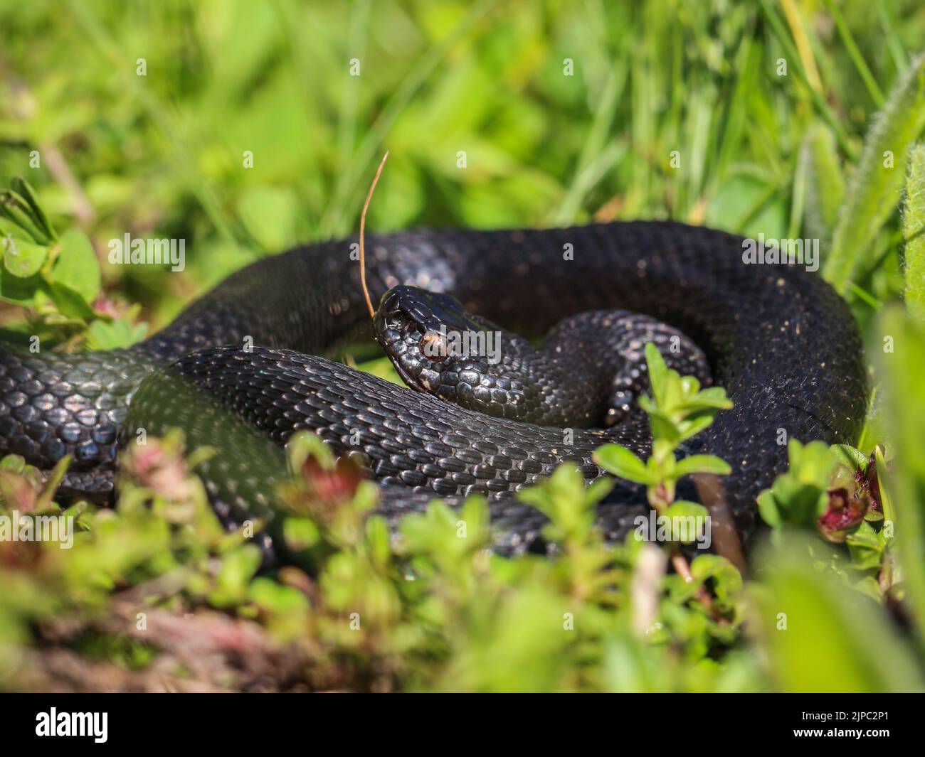 Donna melanistica della vipera comune europea (nome latino: Vipera berus) al Monte Mokra Gora in Serbia Foto Stock